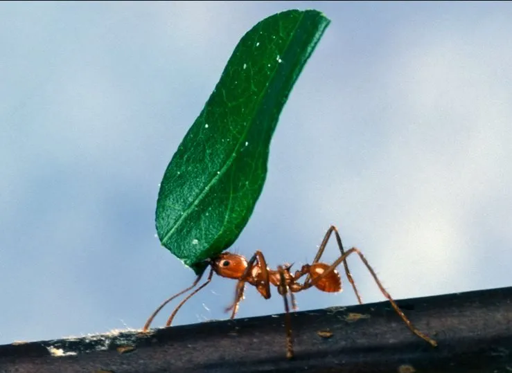 Ant carrying heavy thing